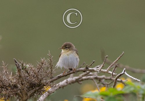 Willow Warbler DM1830